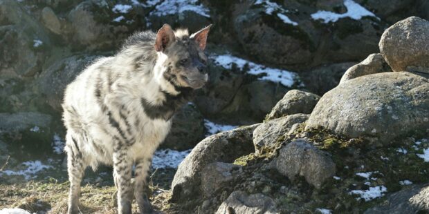 Two beloved long-term residents of Tallinn Zoo have passed away