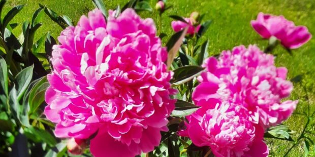 Thousands of blooming peonies invite you to Saaremaa