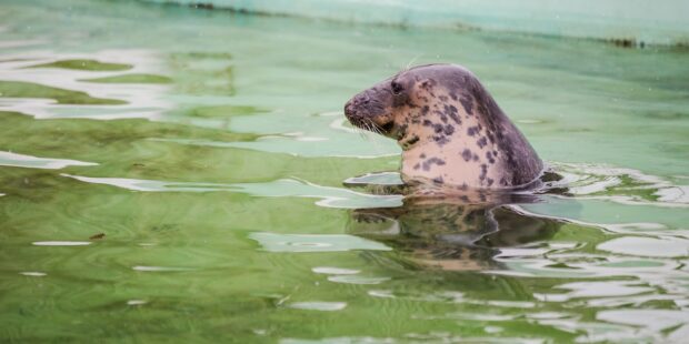 Seal Day at Tallinn Zoo