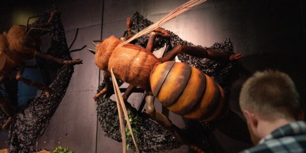 Giant Insects Take Over Tartu